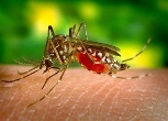 Комахи — переносники збудників хвороб, паразити людини і ...